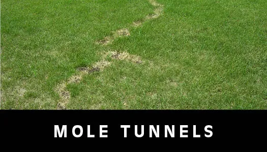 mole tunnels