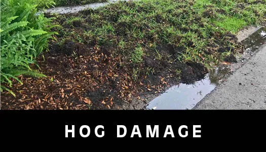 Hog damage