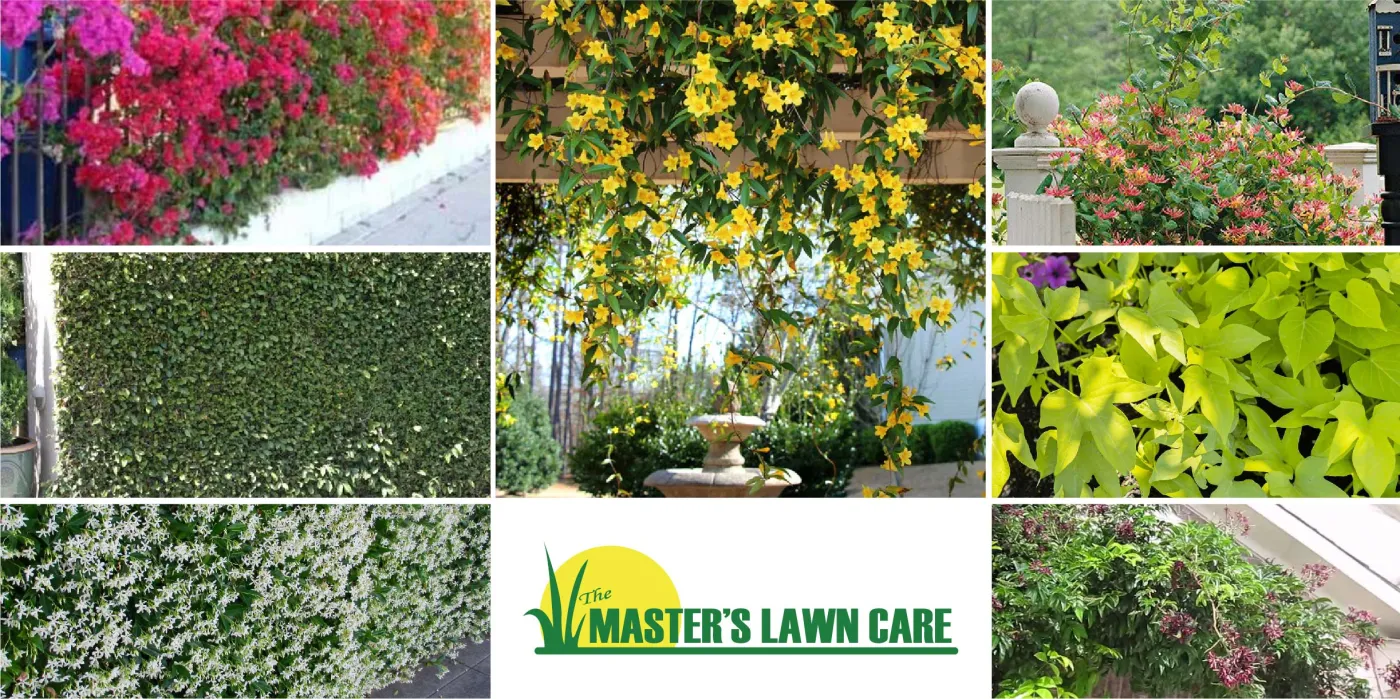 Best Vines to Use in Ponte Vedra Landscaping for Privacy