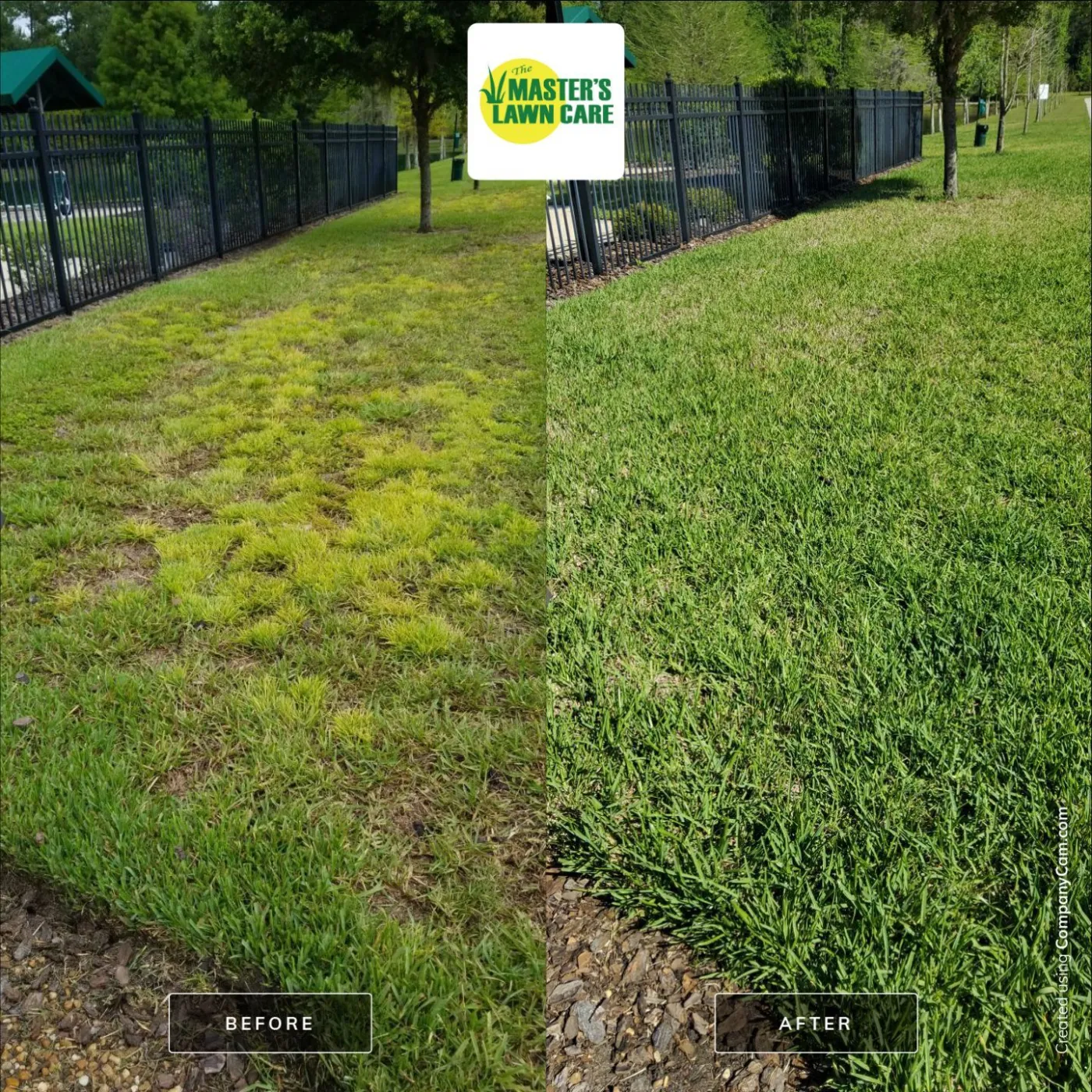 before and after lawn health