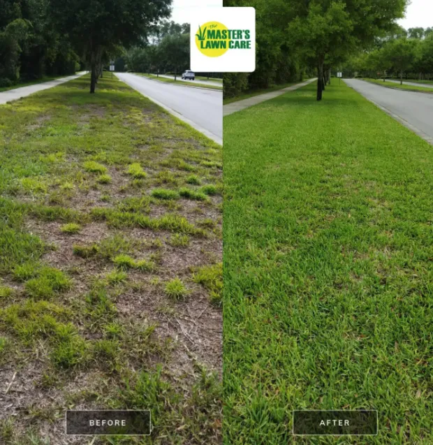 before and after lawn health