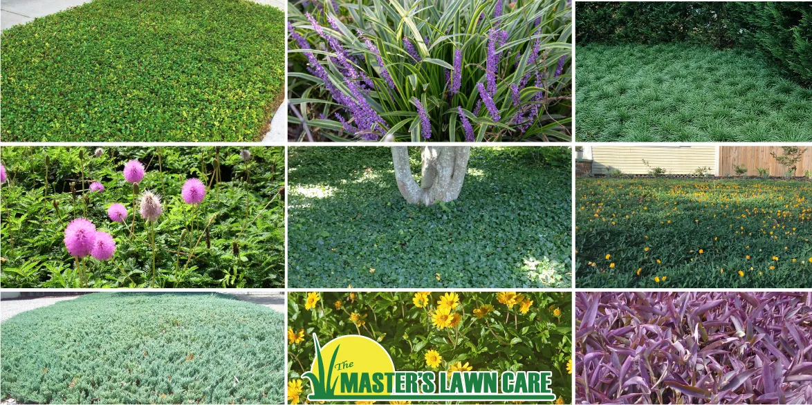 collage of ground cover plants
