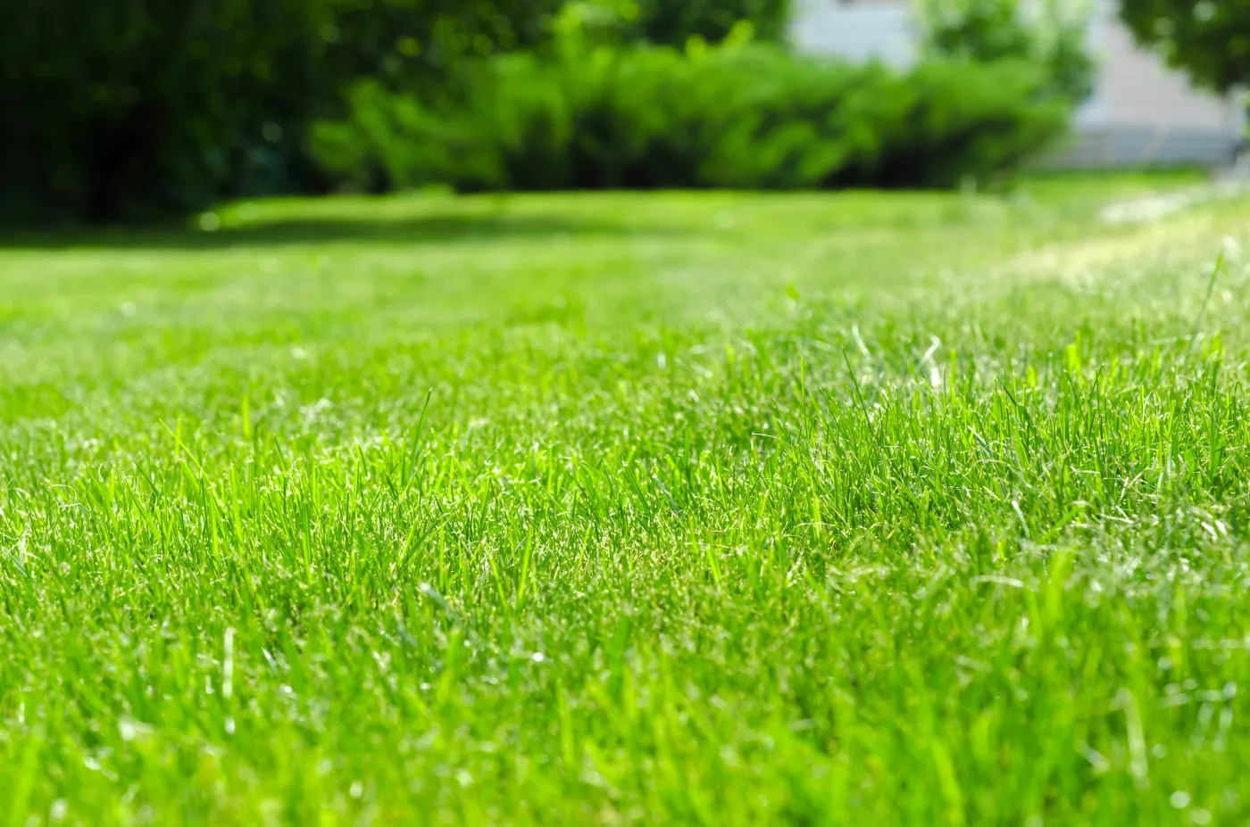 Does Your Alachua, FL Outdoor Area Need Pest Control? Search Lawn Service Near Me for Help