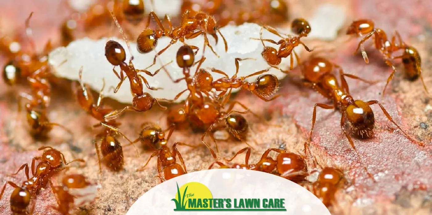 fire ants