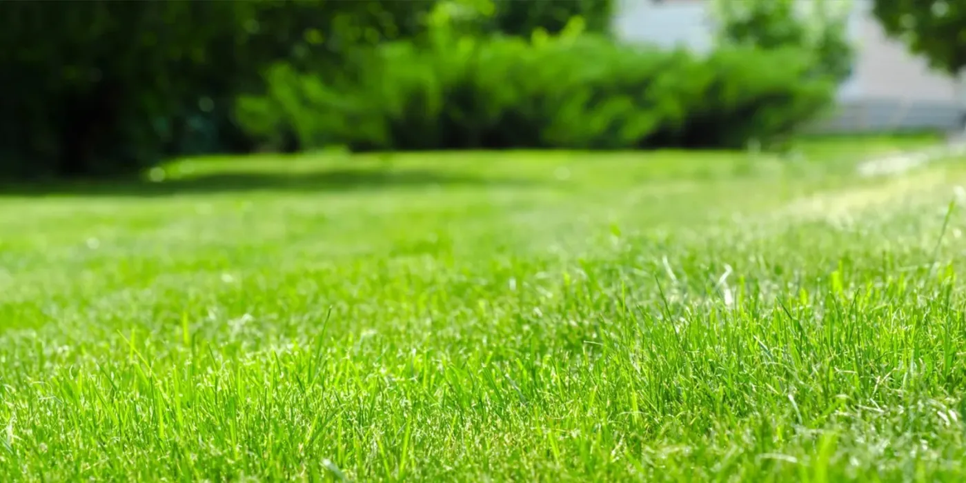 Lawn fertilization in Haile Plantation, FL