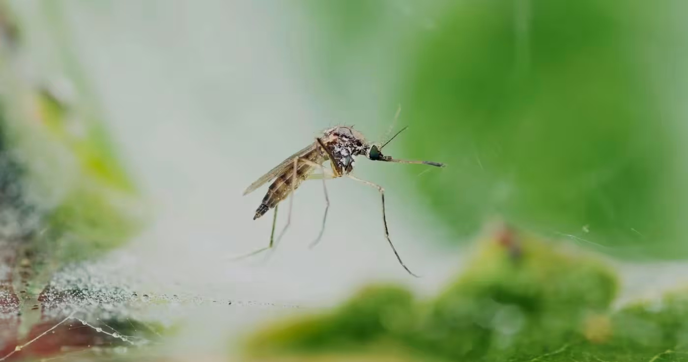 Mosquito control in Newberry, FL