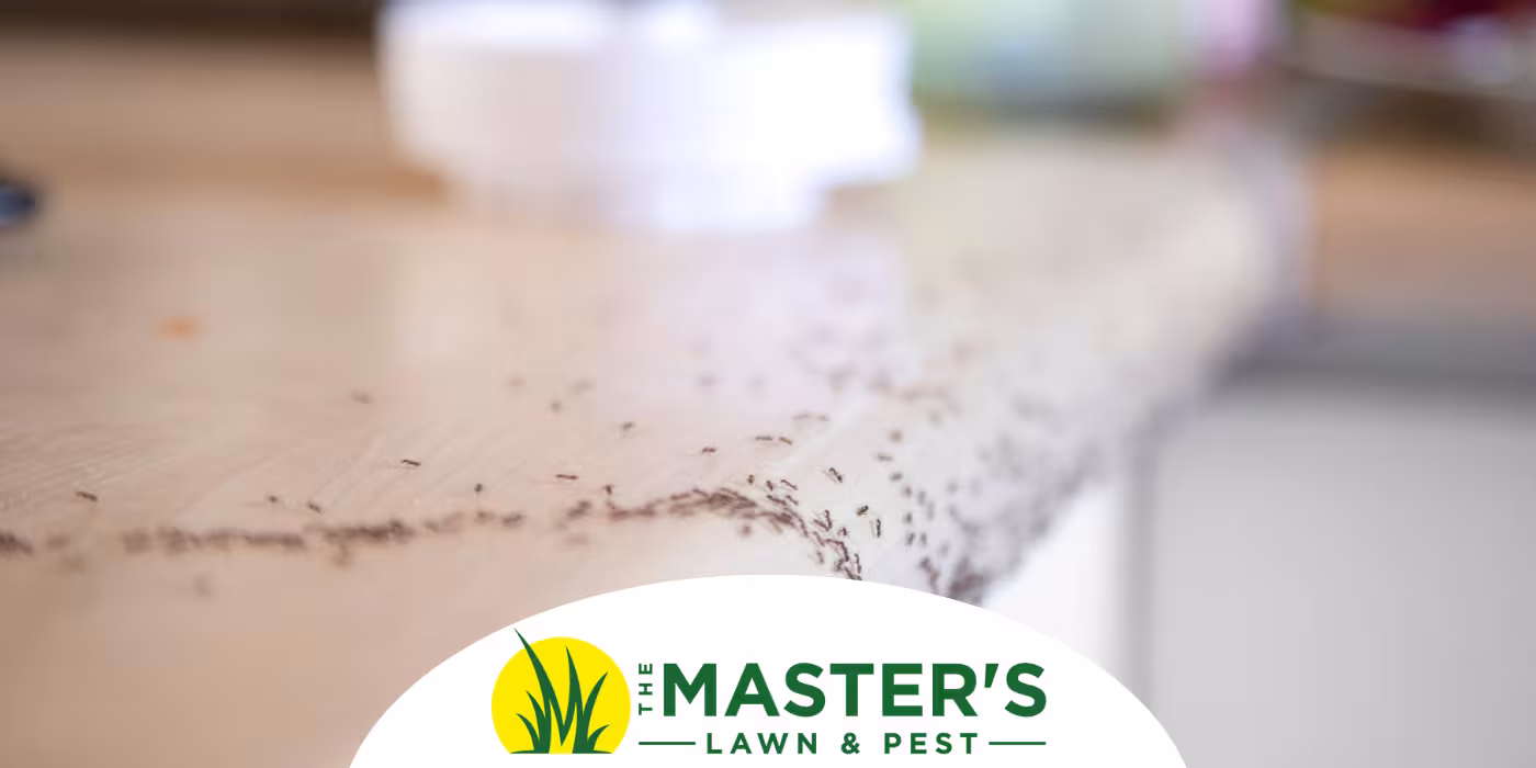 Fire Ants & Termites
