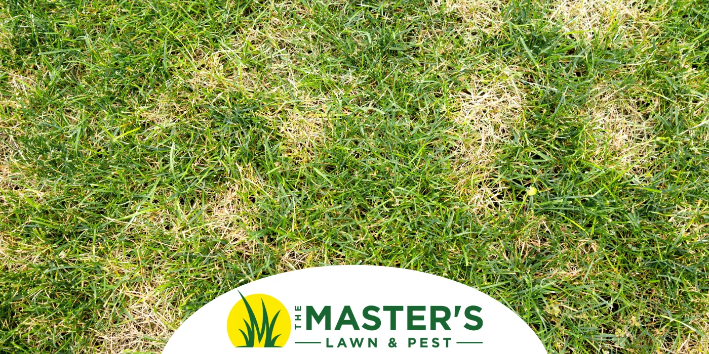 Chinch bugs in Lawn