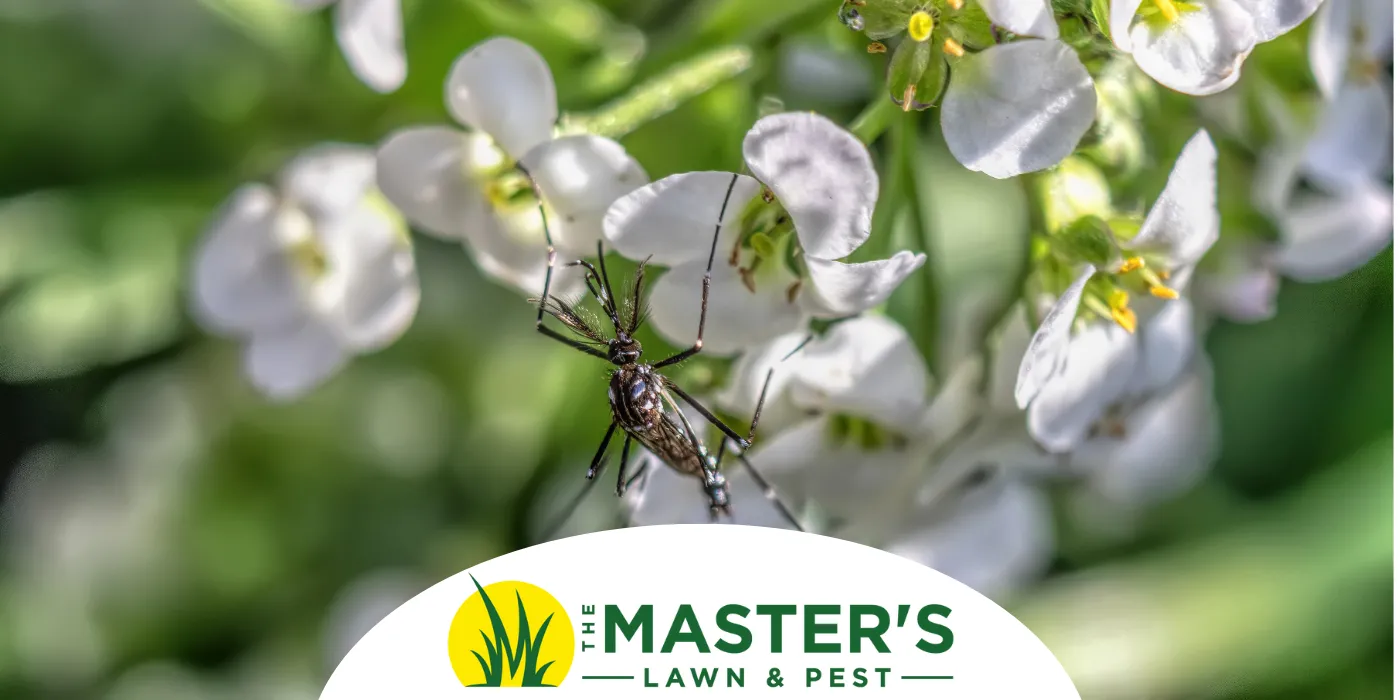 Summer State of Mind: Mosquito Control Hacks for a Bite-Free Backyard
