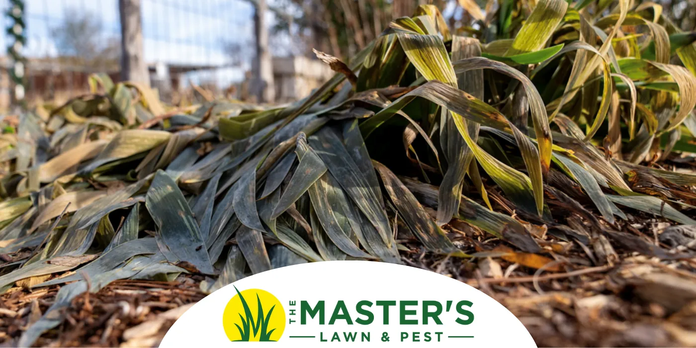 Freeze Damage Plant in a Jacksonville, Florida Landscape