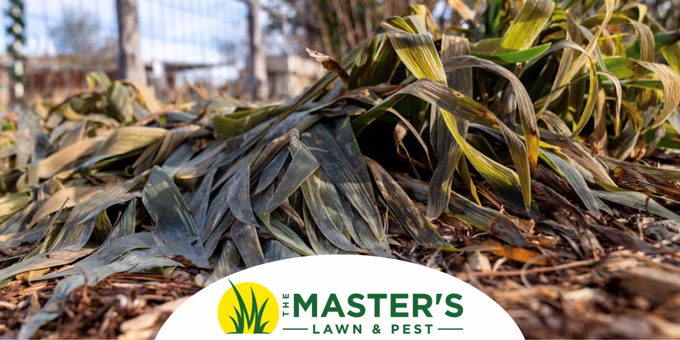 frost damaged plant with the master's lawn and pest logo