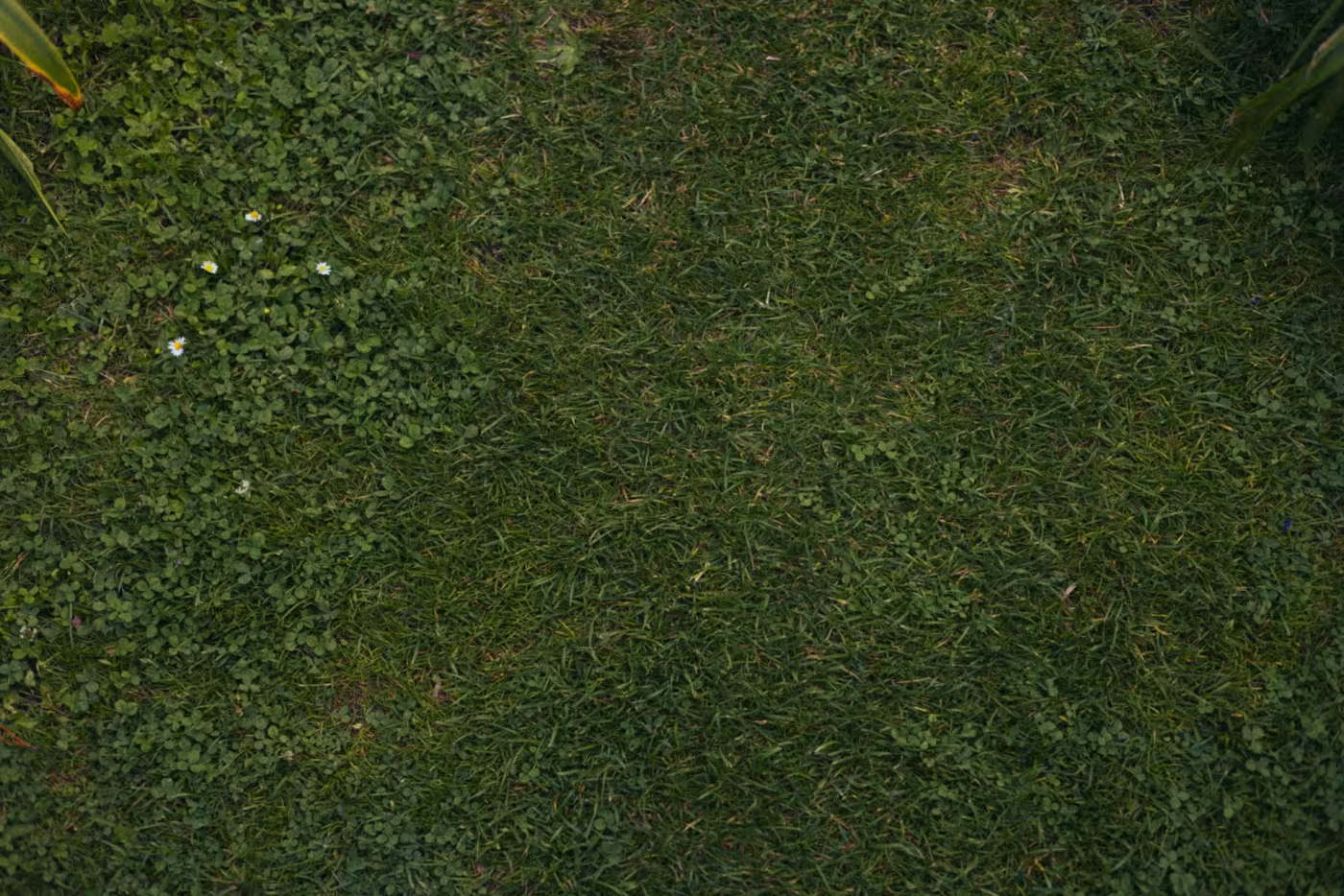 Lawn Pests