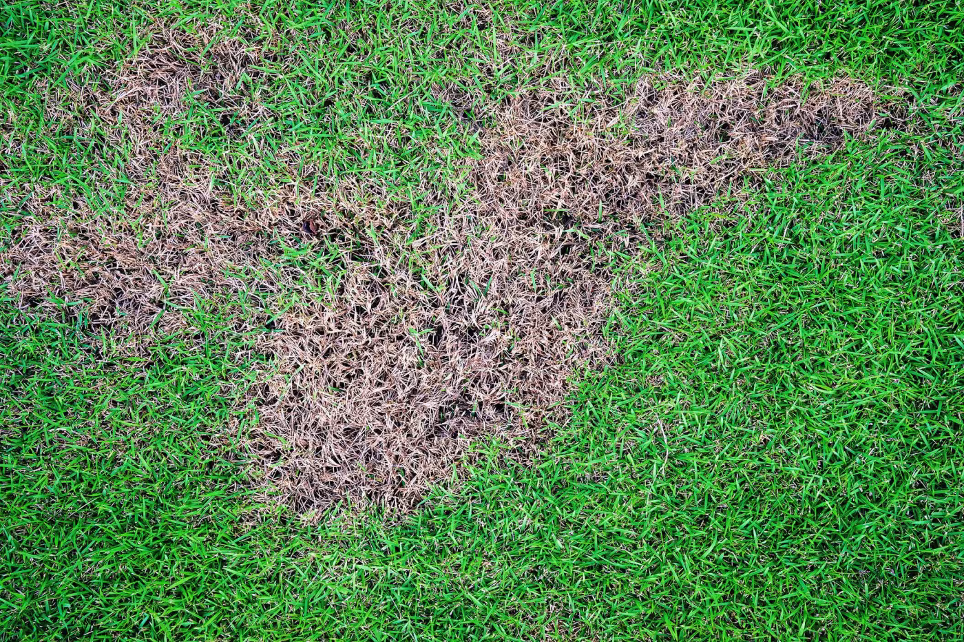 lawn brown patch