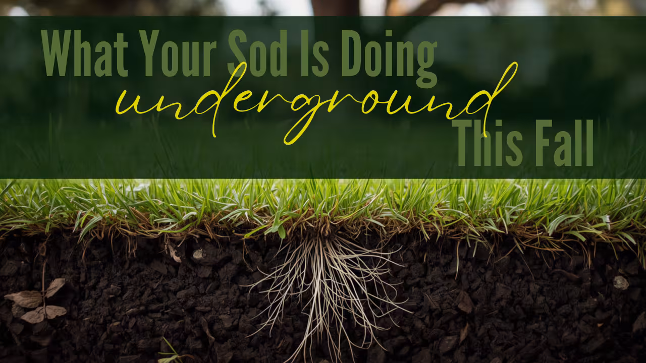 What your sod roots are doing underground this fall