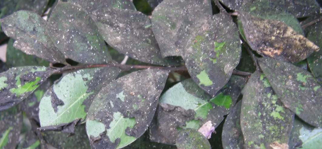 Moldy black Crape Myrtle leaves