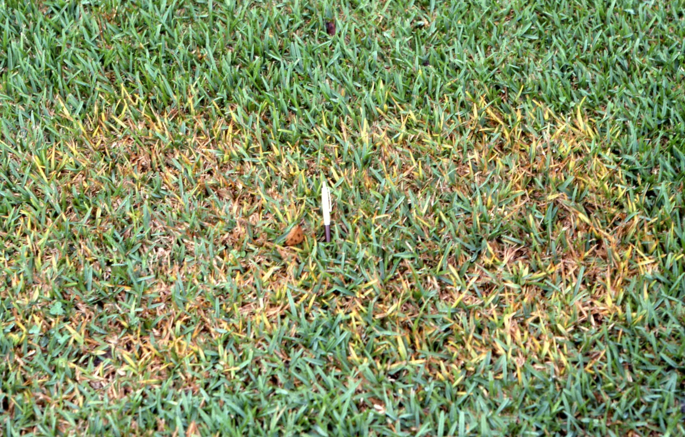 Quick Tip 4 Signs Your Lawn Has Too Much Irrigation The Masters Lawn
