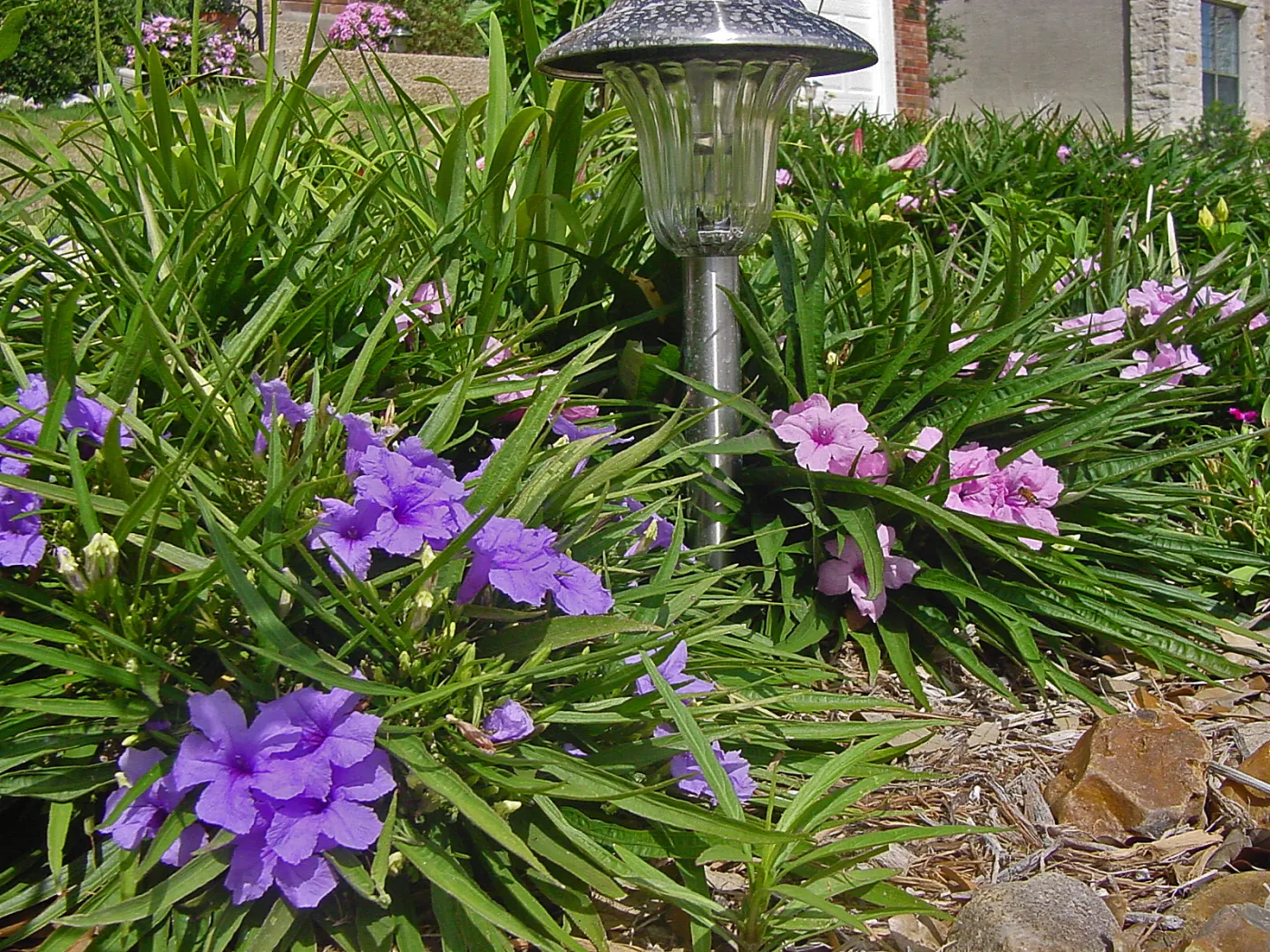 Gainesville Landscape Plant of the month: Dwarf Ruellia | The Masters Lawn  Care