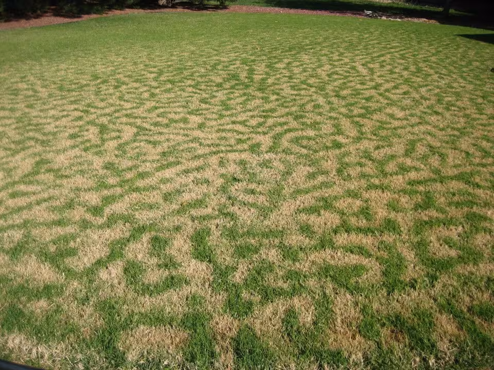 Frost Damage Lawn/Leopard Print