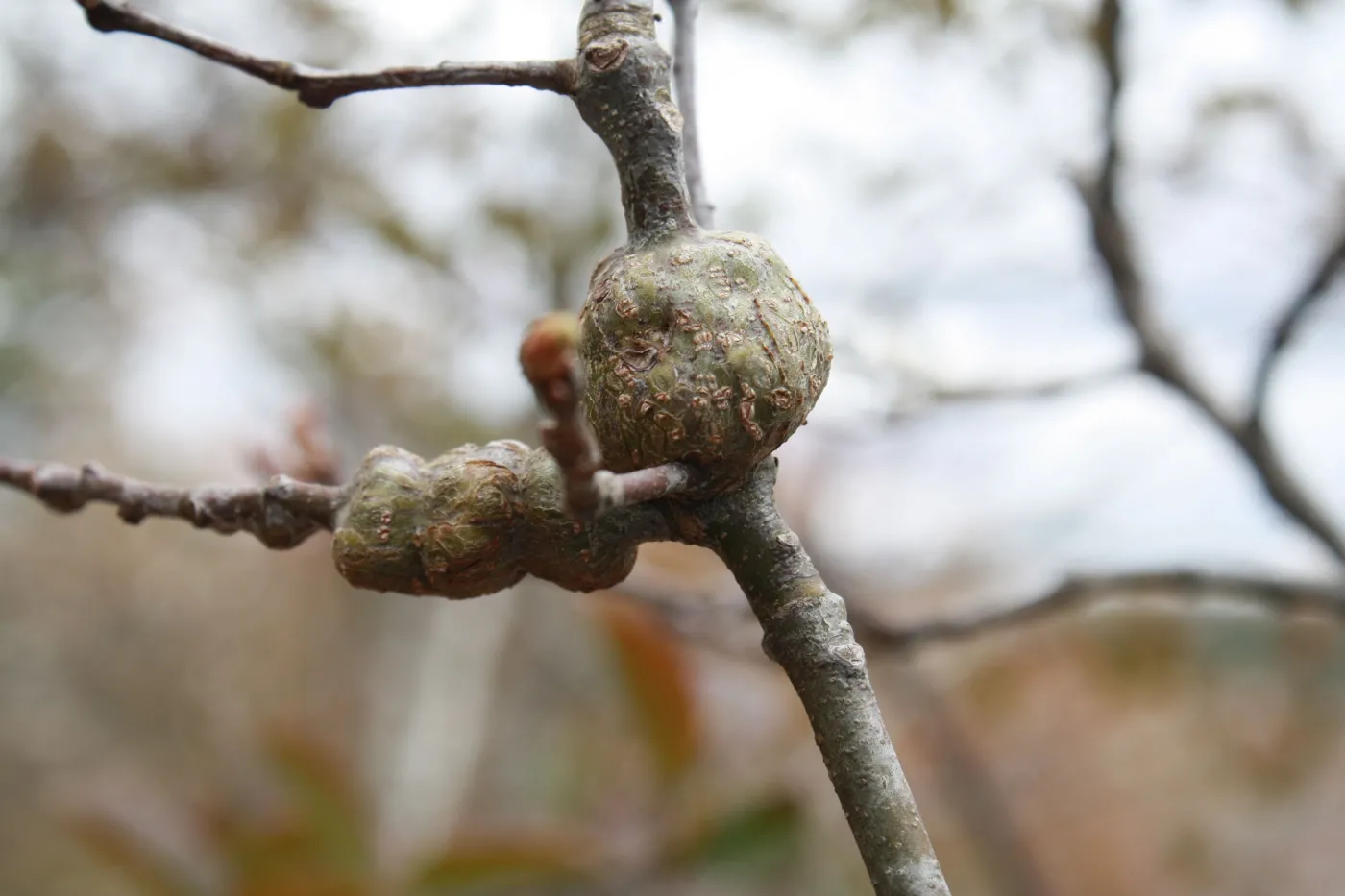 Quick Tip What are those Round Growths on my Live Oak tree The