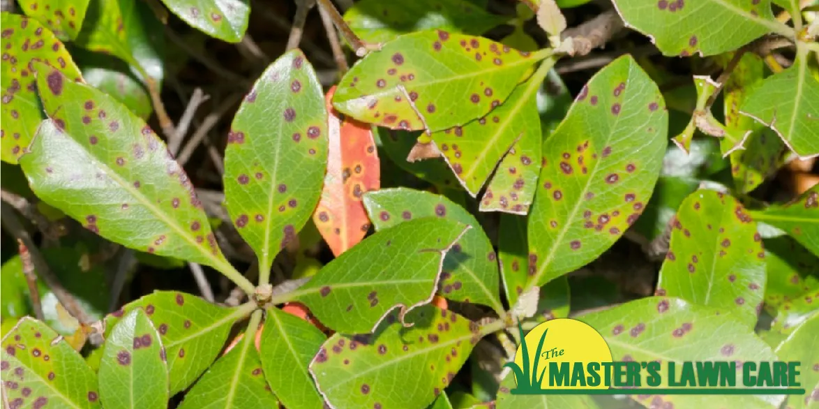 Leaf Spot on Ornamental Plants