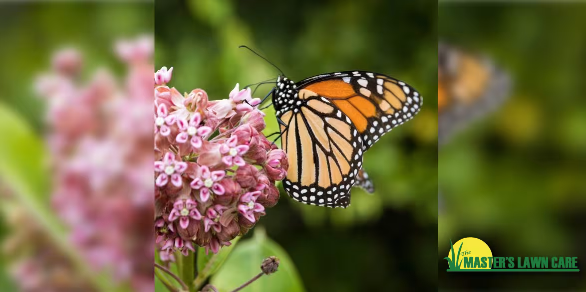 Butterfly on Milkweed plant