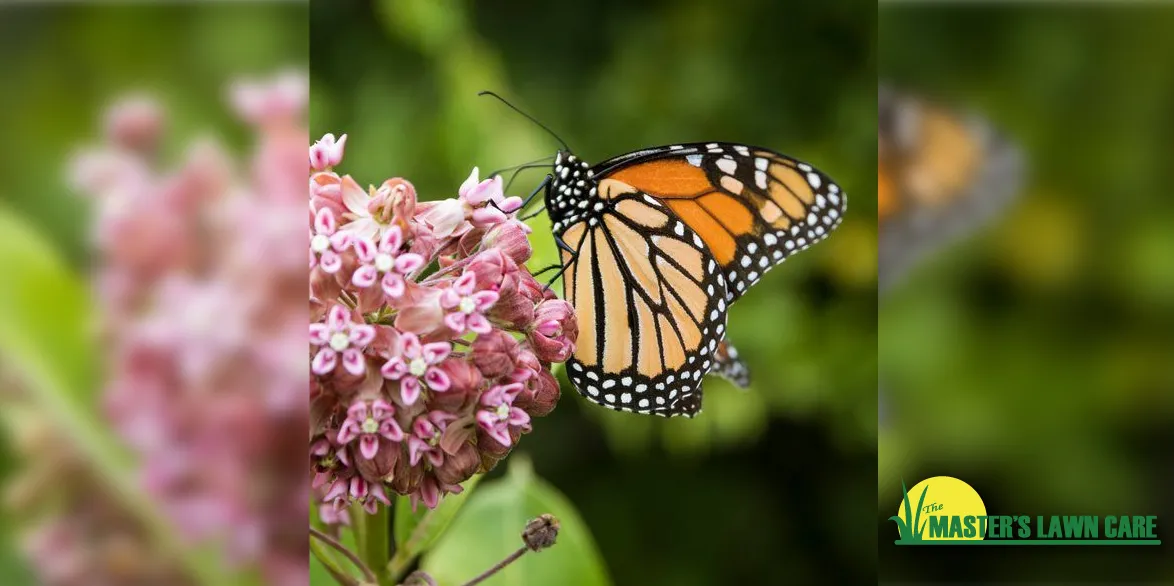Butterfly on Milkweed plant
