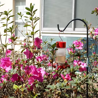 Flowering azaleas and ornamental landscaping maintained by The Master's Lawn & Pest.