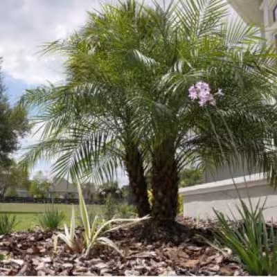 Completed landscape bed featuring a palm, flowering plants, and fresh mulch beside the home.