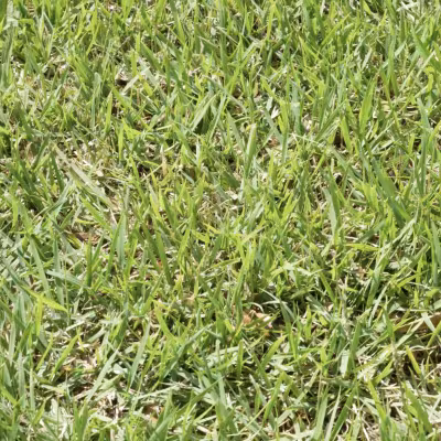 Close-up of the existing lawn conditions prior to the new sod installation.