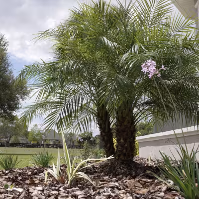 Close-up of a newly landscaped bed featuring a mature palm, flowering plants, and fresh mulch.