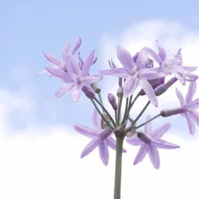 Close-up of purple flowering plants incorporated throughout the new landscape design.