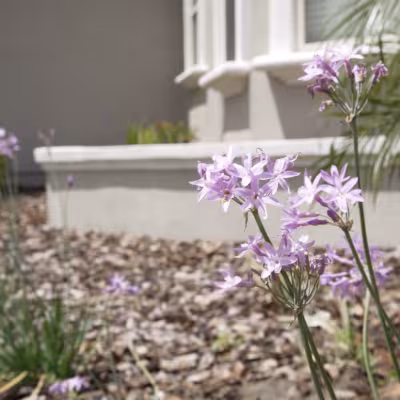 Detailed view of flowering plants adding color and texture to the refreshed landscape beds.