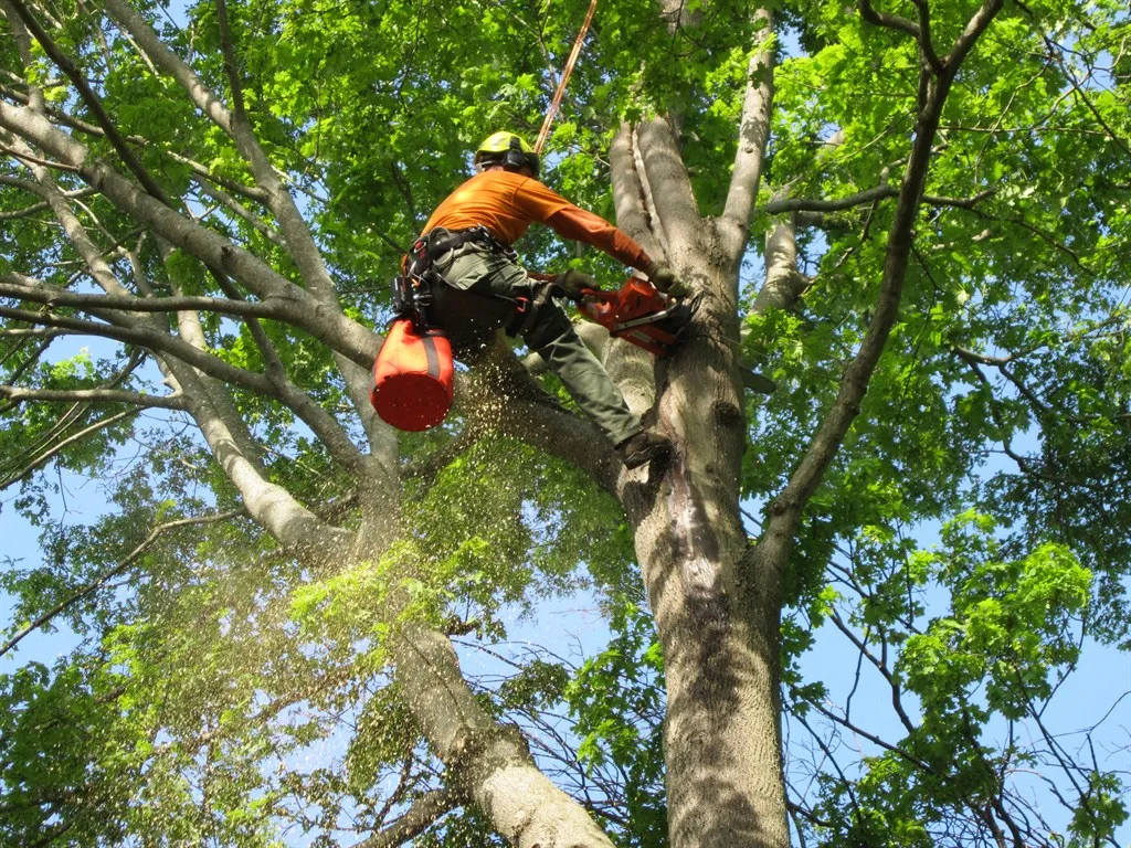  Arborists up in tree inspecting it