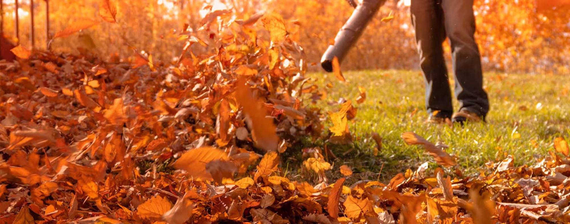 pile of fall leaves being raked
