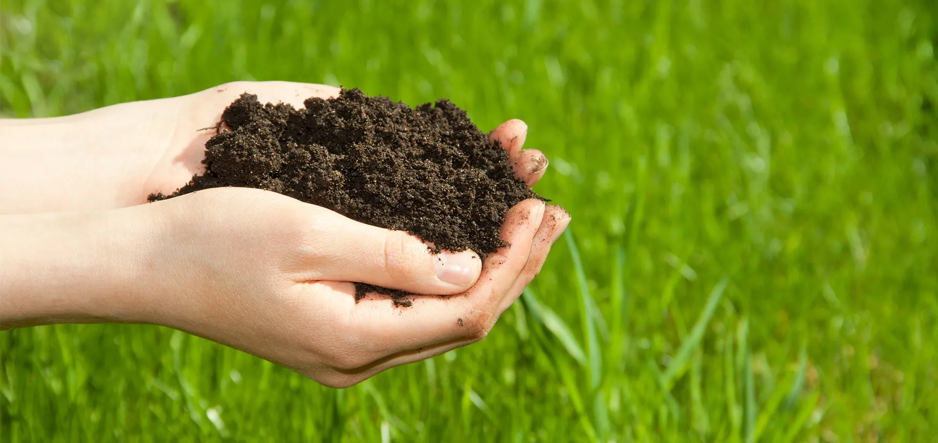 two hands cupped holding soil over grass
