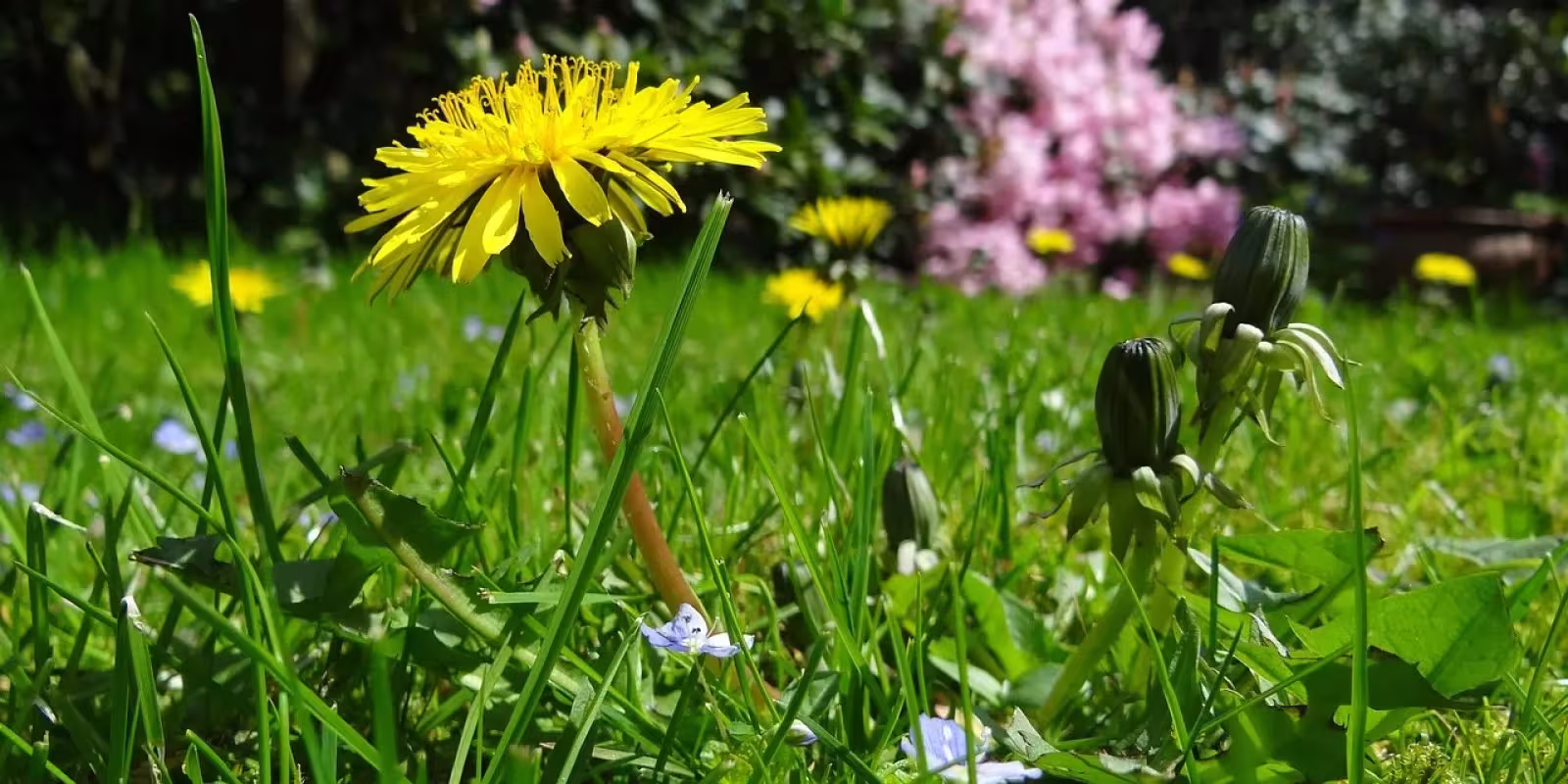 Lawn care, service near me in Alachua FL