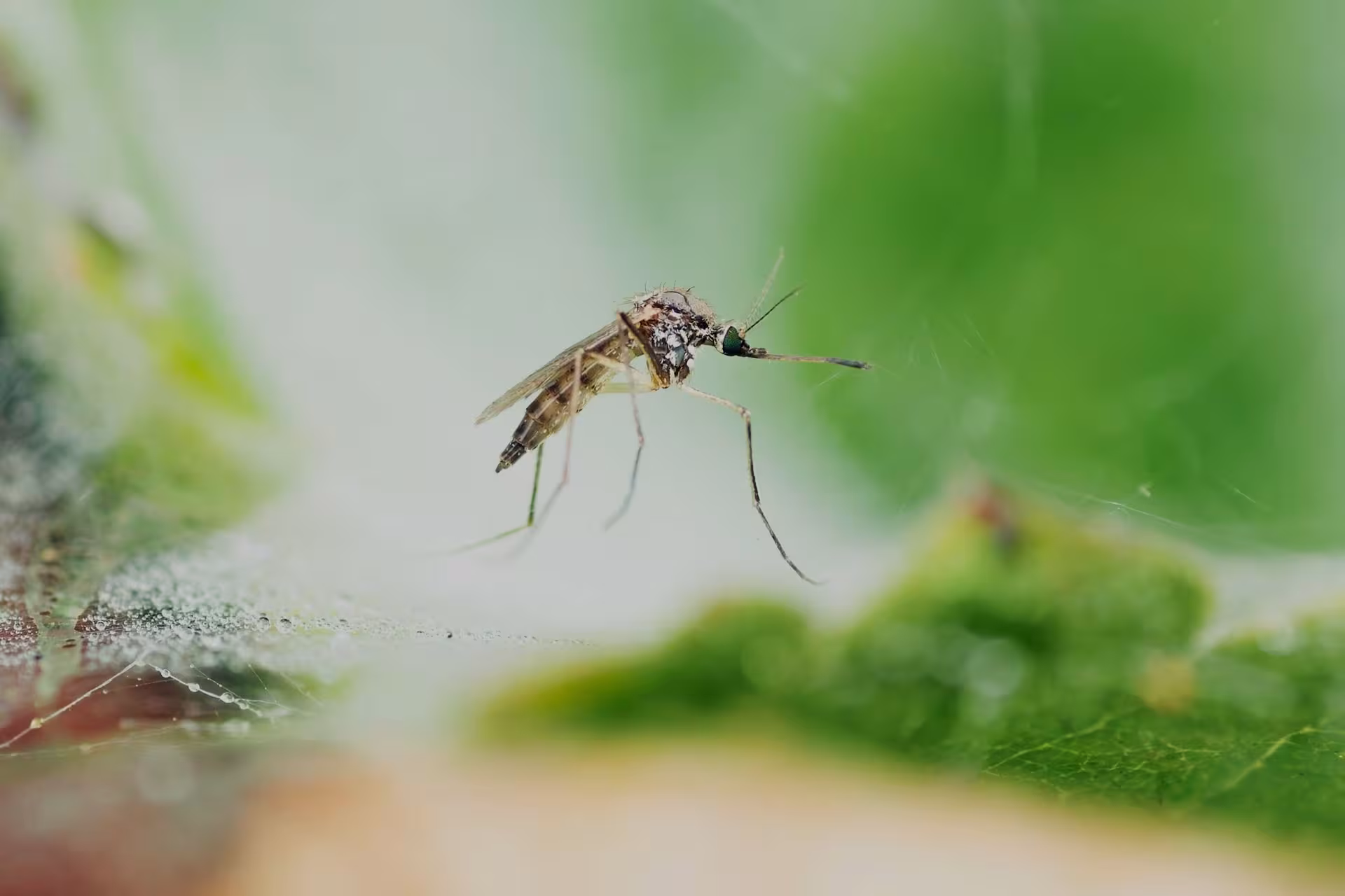 Mosquito Control Services